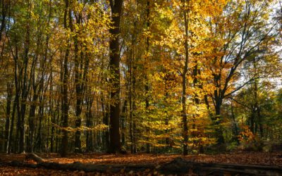 Rückblick: Das war mein „goldener“ Oktober